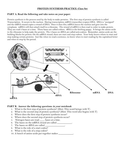 protein synthesis worksheet answers part c